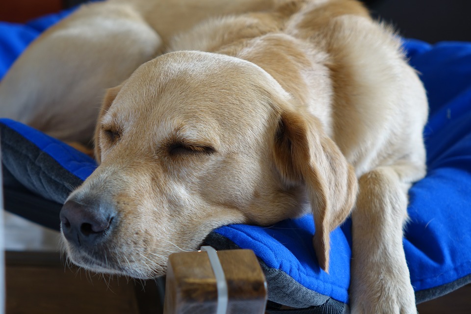 Hunde schlafen gern im Hundebett und auch gern im Bett des Menschen