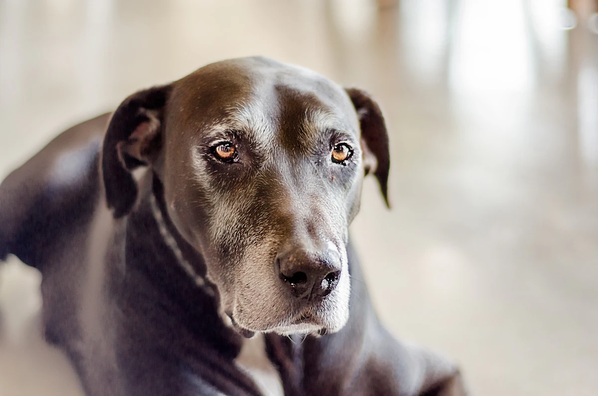Älterer Hund