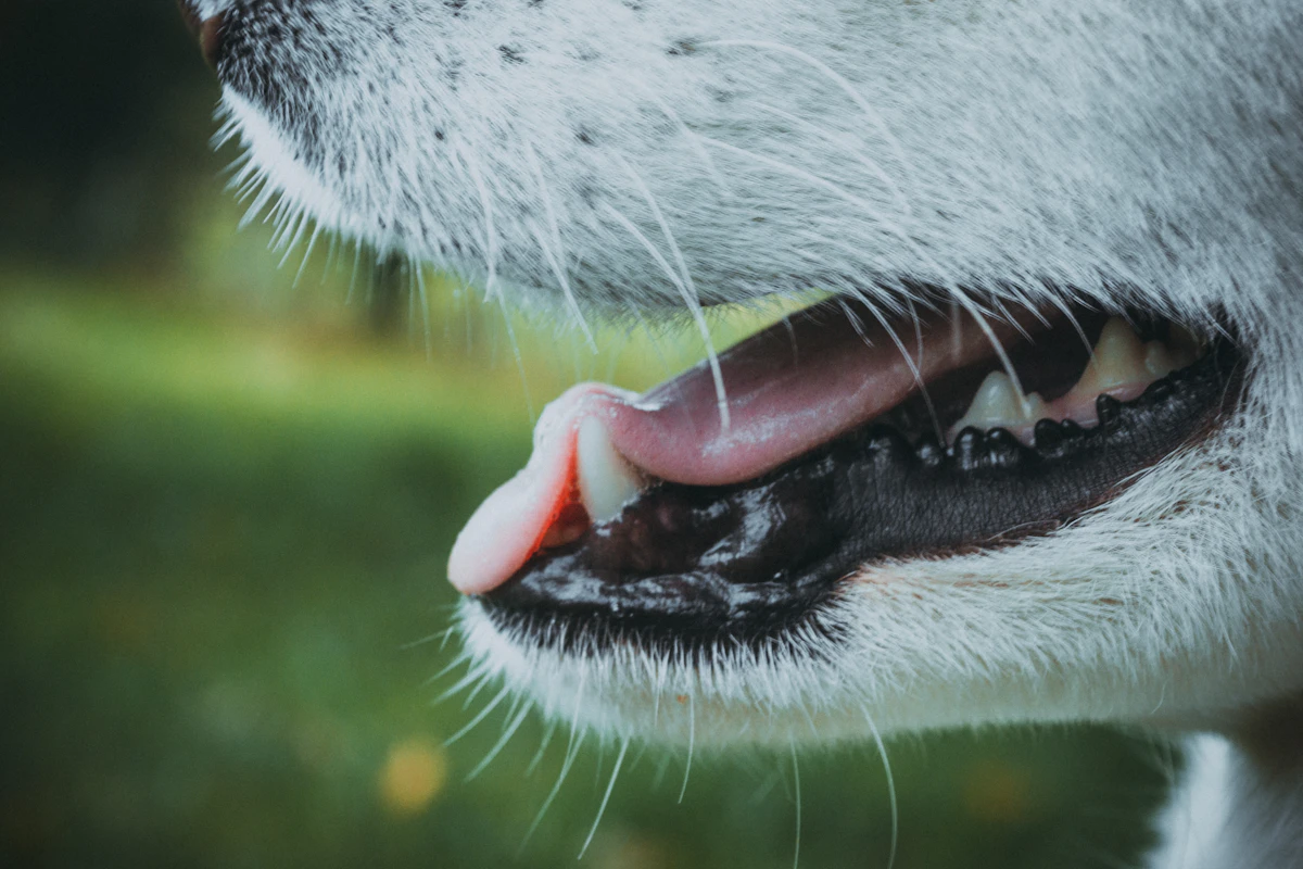 Nahaufnahme eines Hundes mit geöffnetem Maul, Zähne und Zahnfleisch sind sichtbar
