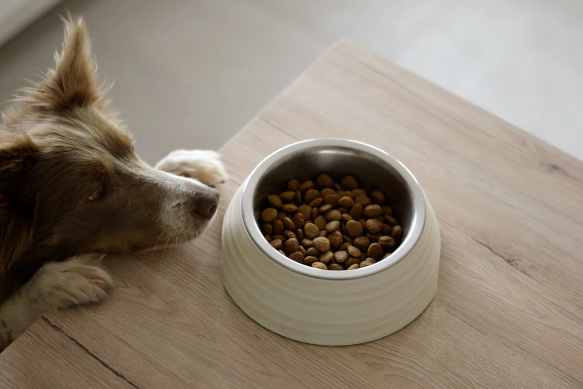 Hungriger Hund vor der Fütterung