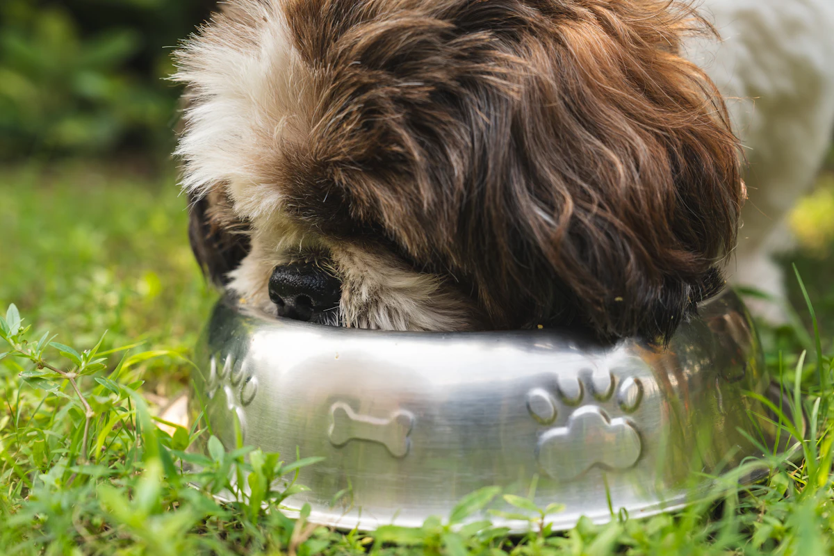 Shih Tzu frisst aus einem silbernen Futternapf