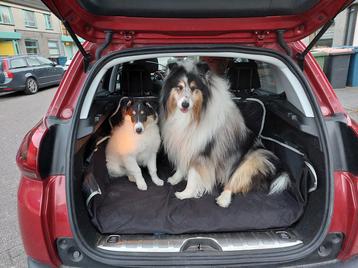 Zwei Langhaarcollies sitzen im geöffneten Kofferraum eines parkenden Autos