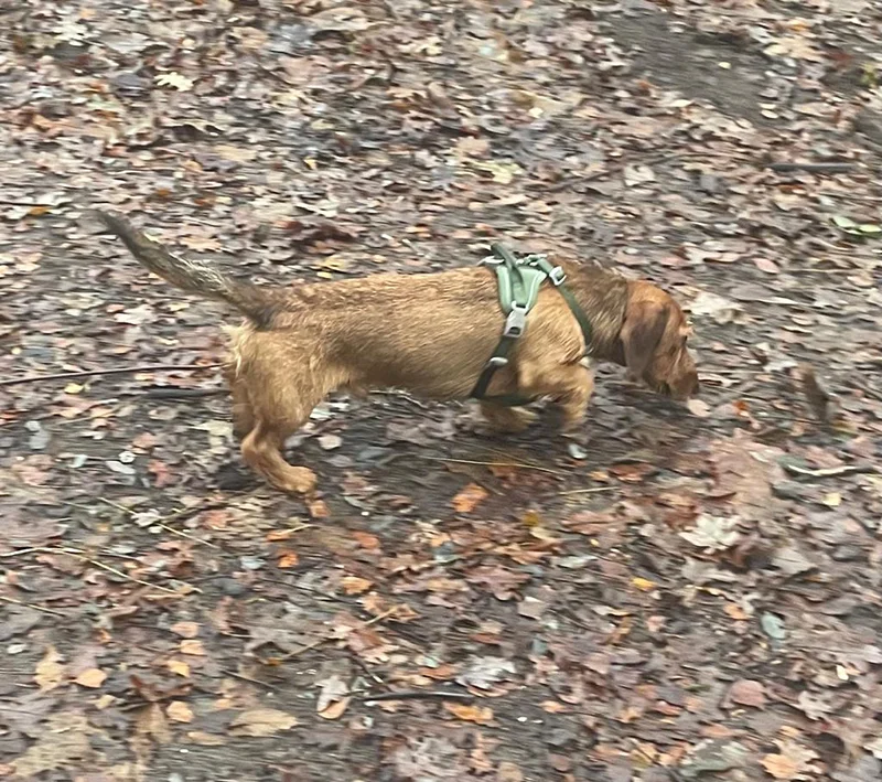 Adda, Dackel von Hundefutter ABC