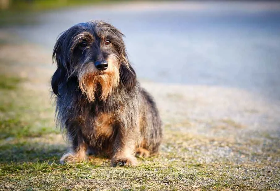 Amsel, Dackel von Hundefutter ABC