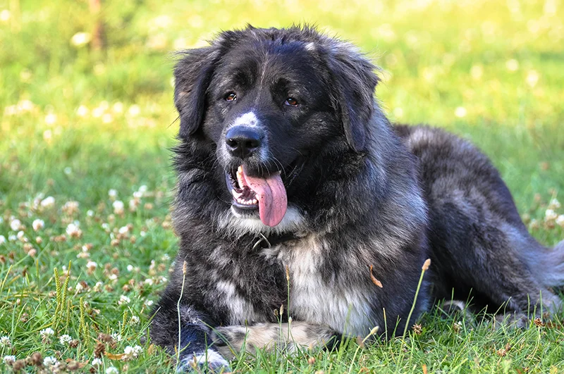 Cäsar, Owtscharka von Hundefutter ABC