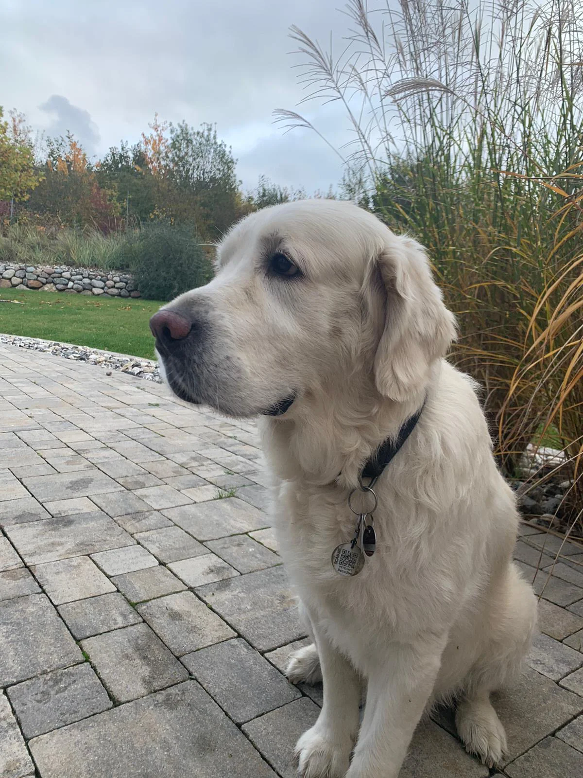 Charlie, Golden Retriever von Hundefutter ABC