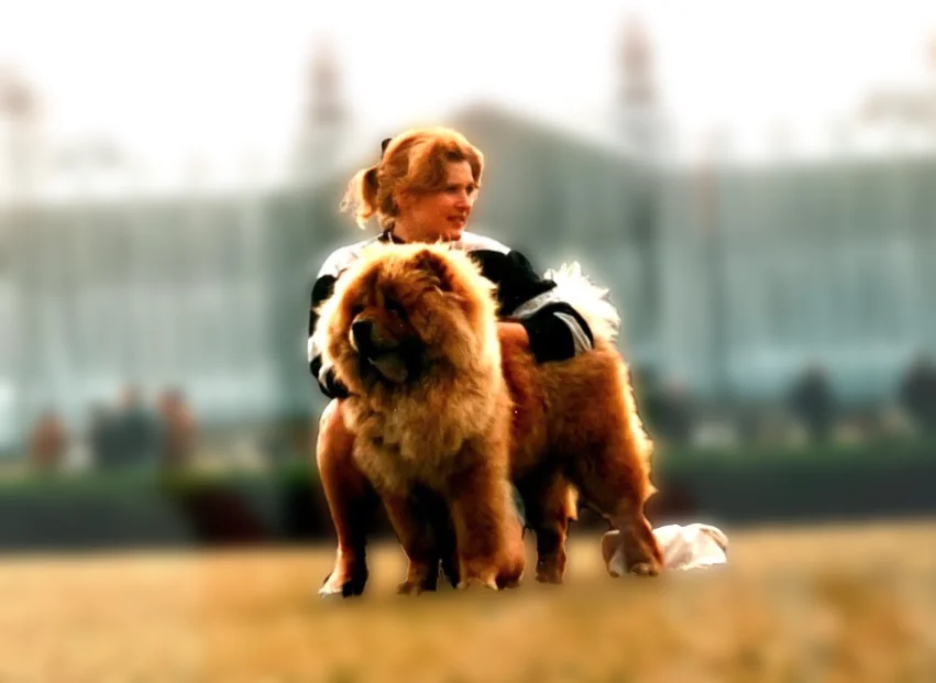 CoCo, Chow-Chow von Hundefutter ABC