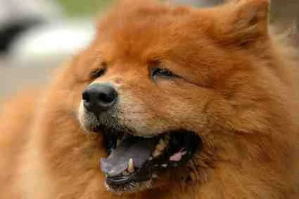 JonJon, Chow-Chow von Hundefutter ABC