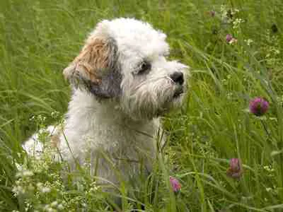 Lana, Bolonka von Hundefutter ABC