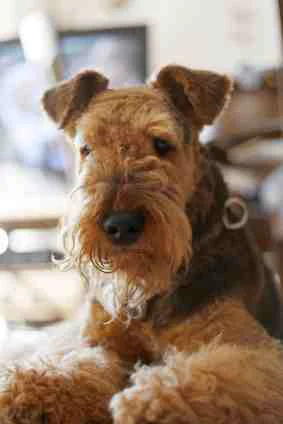 Lili, Terrier von Hundefutter ABC