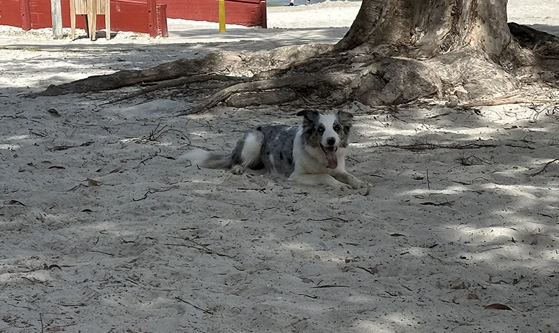 Nila, Hütehund von Hundefutter ABC