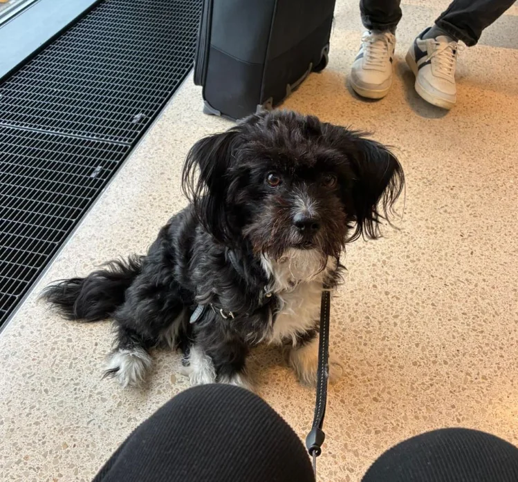 NoNo, Bolonka von Hundefutter ABC